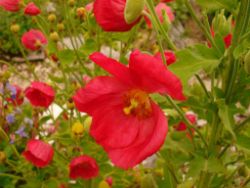 2013-08-18_Regina-F-Rau_Schachen_Blumen  (051).JPG